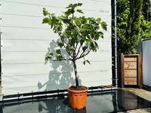Vijgenboom - Ficus Carica - stamomvang 14-16 cm Top Merken Winkel